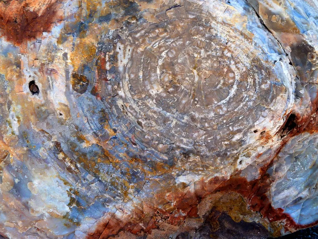 petrified-wood-close-up-tree-ring-patterns-1